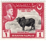 Stamps Pakistan -  Bodas de plata  1924-1949. Gran toro Sahiwal