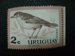 Stamps : America : Uruguay :  zorzal