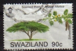 Sellos de Africa - Swazilandia -  SWAZILAND Sello Serie Arboles. Acacia usado