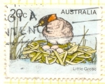 Stamps Australia -  Grebe