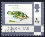 Sellos del Mundo : Europe : Gibraltar : Peces. Crenilabrus cinereus.