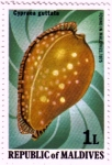 Stamps Asia - Maldives -   Cypraea guttata
