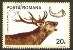 Stamps Romania -  ciervo