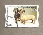 Stamps : Asia : Cambodia :  Perros de raza