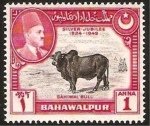 Stamps : Asia : Pakistan :  bahawalpur, toro de sahiwal