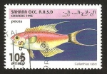 Sellos de Africa - Marruecos -  pez