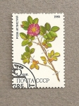 Sellos de Europa - Rusia -  Rosa acicularis, planta medicinal