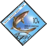 Stamps : Europe : Russia :  fauna marina, tiburón