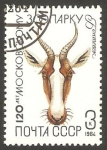 Stamps Russia -  fauna animal