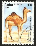 Stamps Cuba -  dromedario