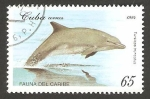 Sellos de Europa - Cuba -  fauna marina, delfin