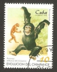 Sellos de America - Cuba -  chimpance