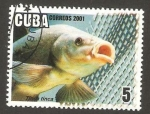 Sellos de America - Cuba -  fauna marina, barbo