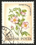 Stamps Hungary -  2323 - Rosa salvaje