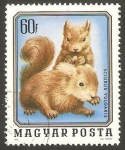 Stamps Hungary -  ardillas
