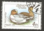 Stamps Hungary -  pato anas penelope