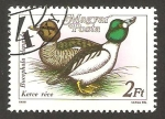 Stamps Hungary -  pato bucephala clangula