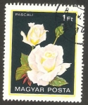 Stamps Hungary -  Rosa blanca, pascali