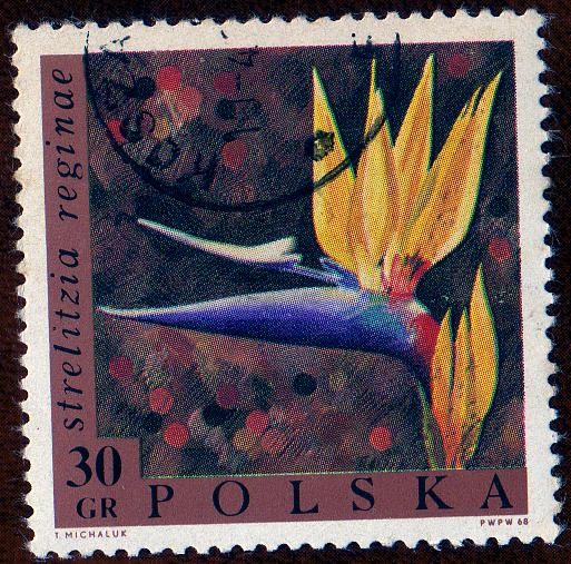 STRELITZIA REGINAE