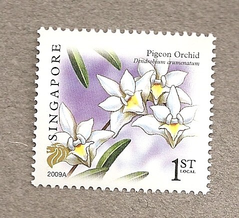 Orquidea Dendrobium crumenatum