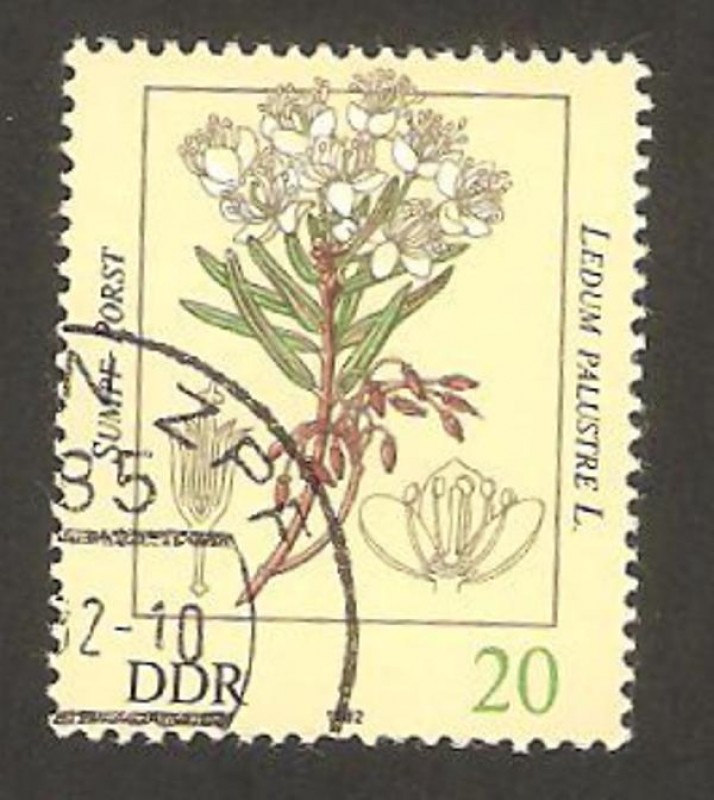 2343 - Planta venenosa, ledum palustre