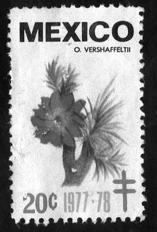 o. vershaffeltii - 20c
