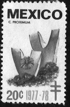 C. proximum - 20c