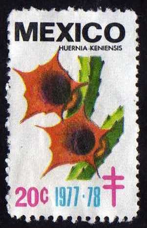 Huernia keniensis - 20c