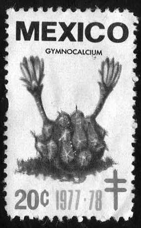 Gymnocalcium - 20c