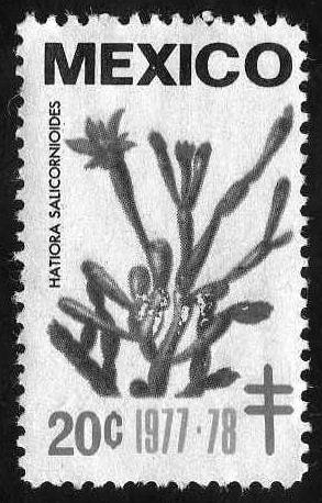 Hatiora Salicorniodes - 20c