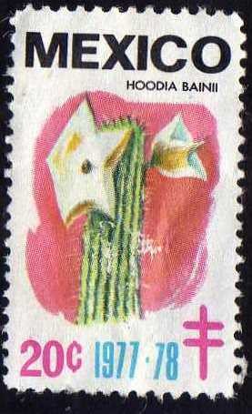 Hoodia bainii - 20c