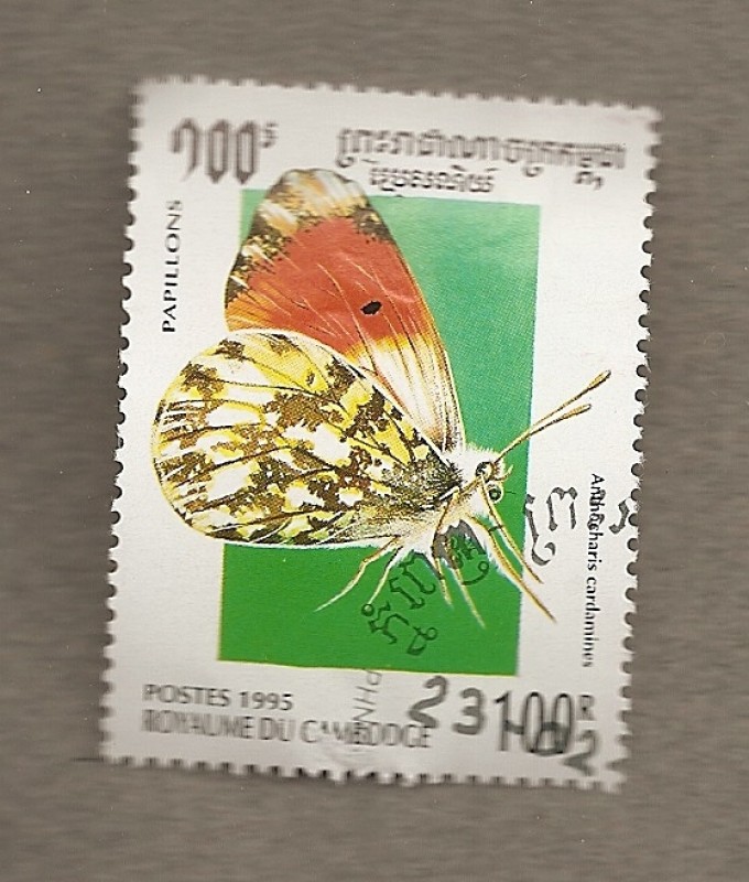 Mariposa Anthocaris cardamines