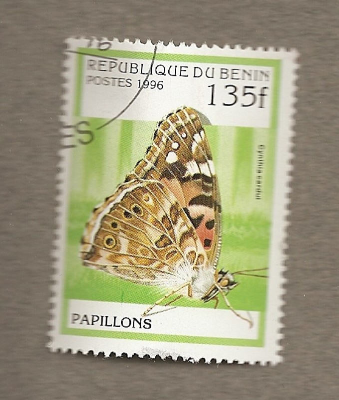 MariposaCynthia cardui