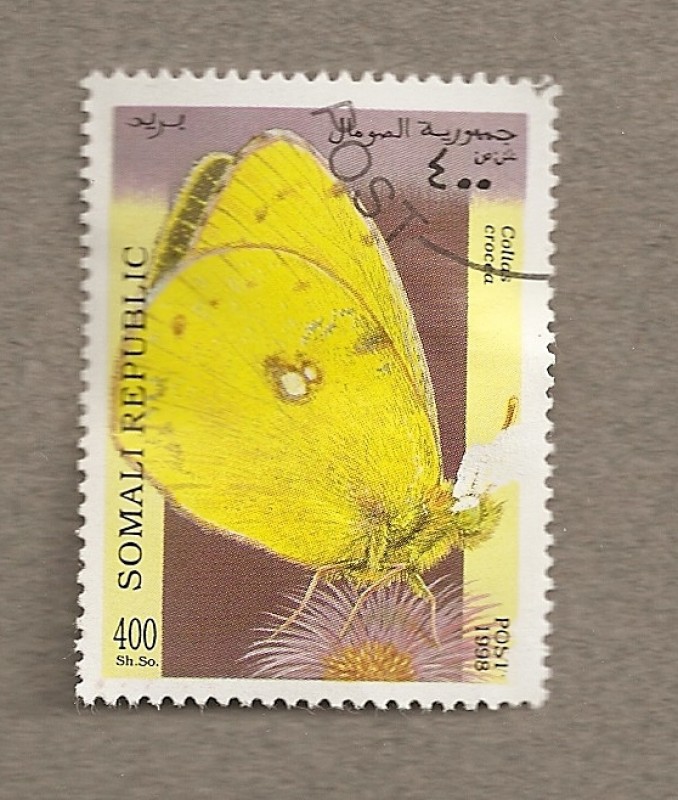 Mariposa Collias crocea
