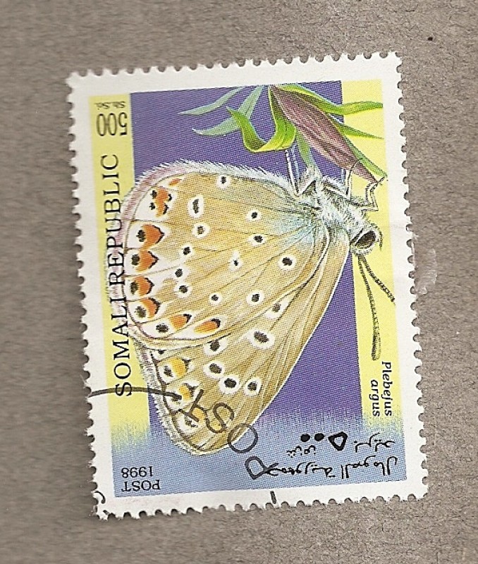 Mariposa Plebejus argus