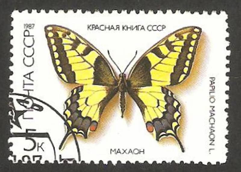 5377 - mariposa papilio machaon