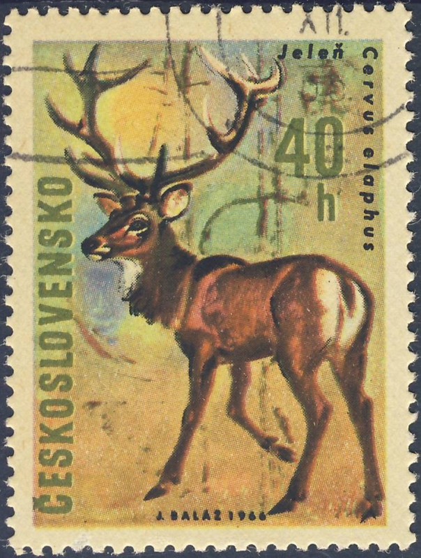 Jelen Cervus elaphus