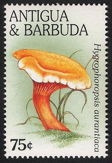 SETAS-HONGOS: 1.105.051,00-Hygrophoropsis aurantica