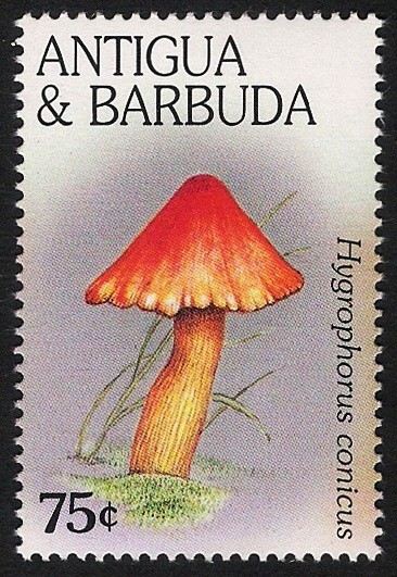 SETAS-HONGOS: 1.105.053,00-Hygrophorus  conicus