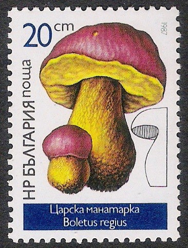 SETAS-HONGOS: 1.120.022,00-Boletus regius