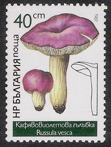 SETAS-HONGOS: 1.120.025,00-Russula vesca