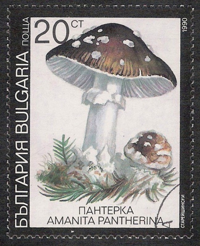 SETAS-HONGOS: 1.120.033,00-Amanita pantherina