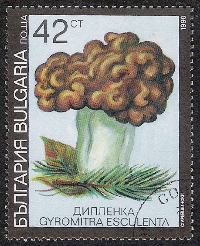 SETAS-HONGOS: 1.120.035,00-Gyromitra esculenta