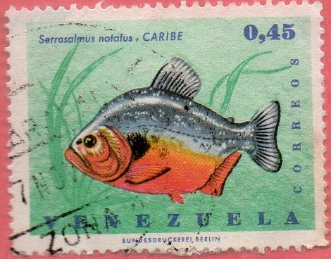 Serrasalmus notatus. Caribe