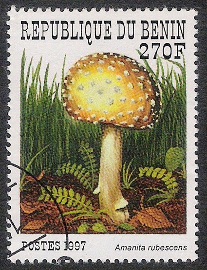 SETAS-HONGOS: 1.114.024,00-Amanita rubescens - 