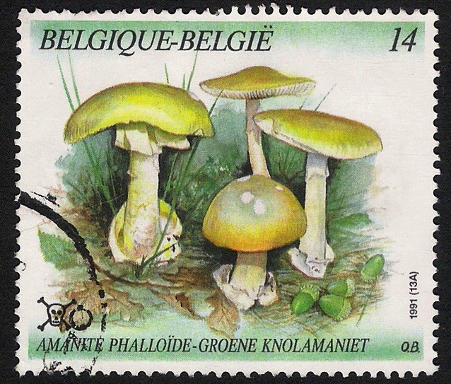 SETAS-HONGOS: 1.112.011,00-Amanita phaloides - 