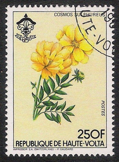 FLORES: 6.121.004,00-Cosmos sulphureus