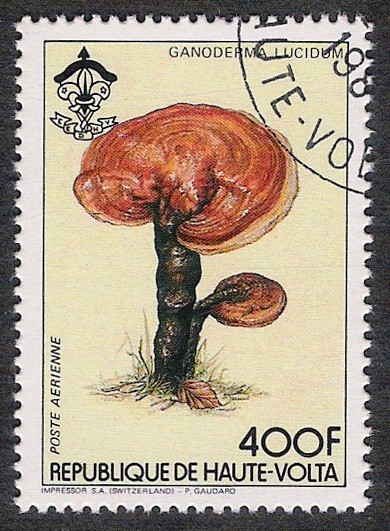 SETAS-HONGOS: 1.121.006,00-Ganoderma lacidum