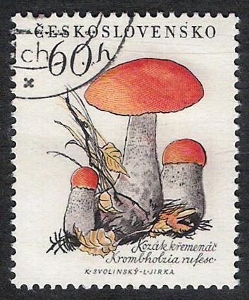 SETAS-HONGOS: 1.137.002,00-Boletus edulis