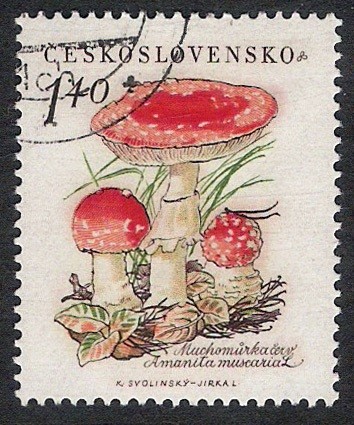 SETAS-HONGOS: 1.137.004,00-Amanita muscaria